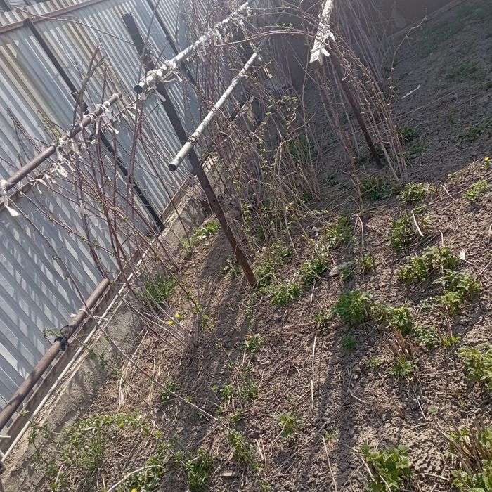 Саженцы малины ремонтантной