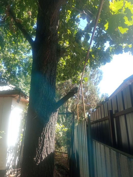 Продам   дуб под спил