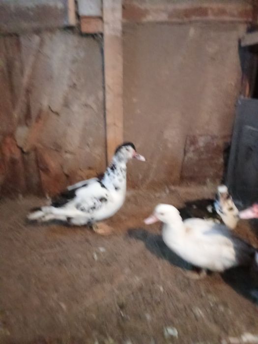 Продам индоутаков молодых