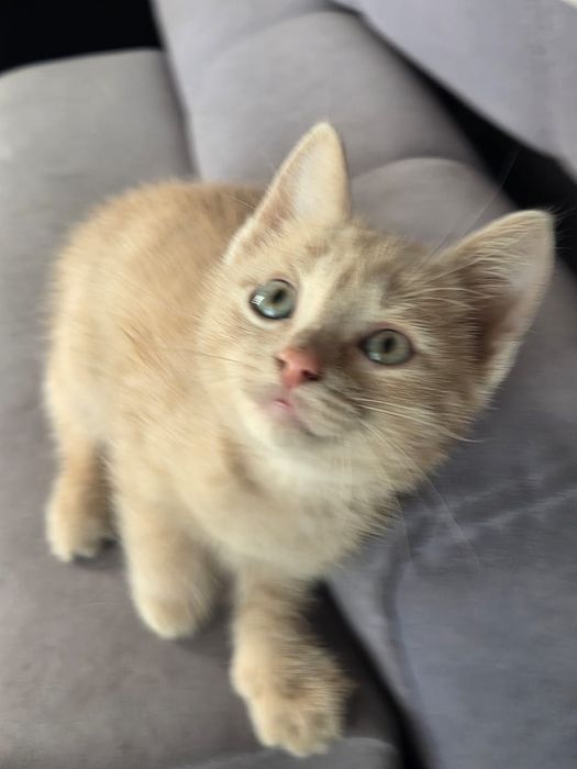 Котята третий месяц