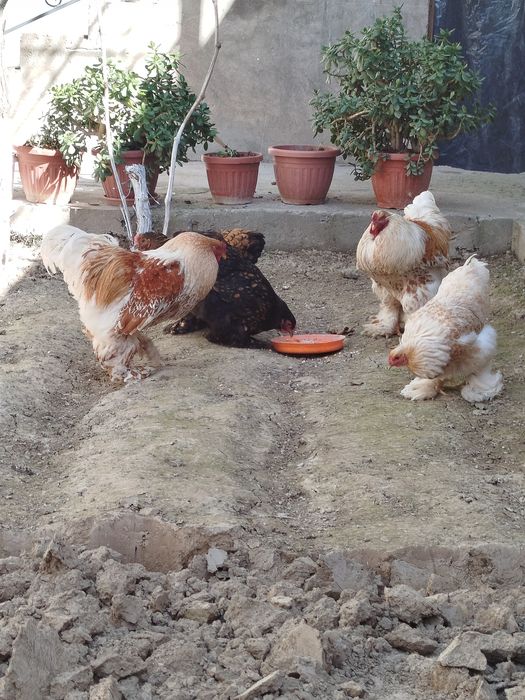 Брама белый золота 600 донаси