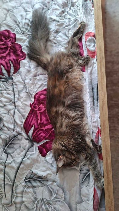 Мейн Кун котета