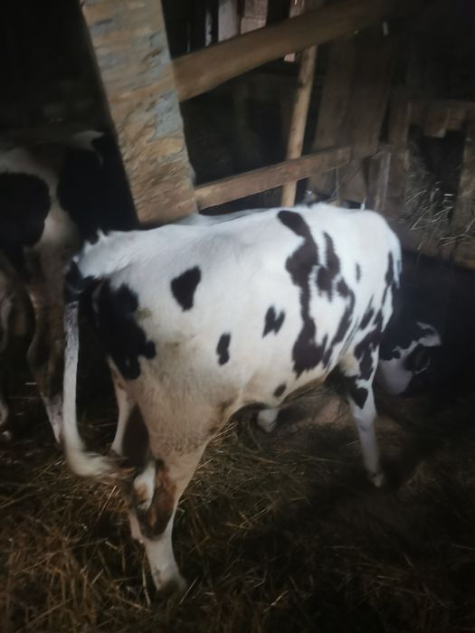 De vânzare doi tăurasi în jur de 7luni/schimb cu vitele