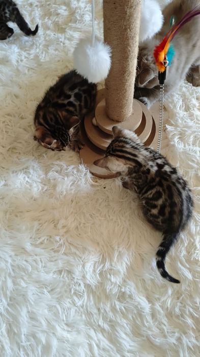 Бенгальские котята