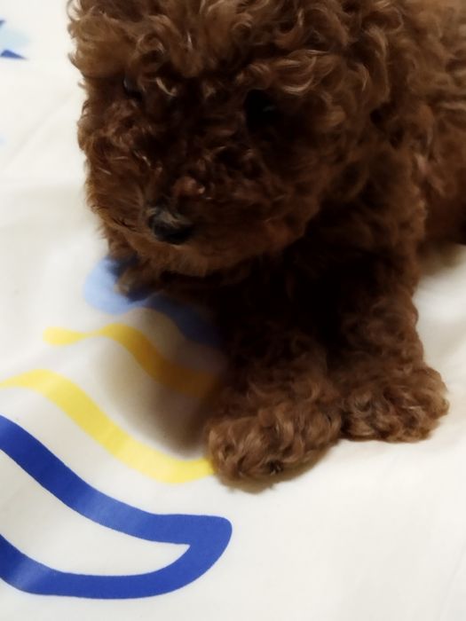 Той пудел родословен