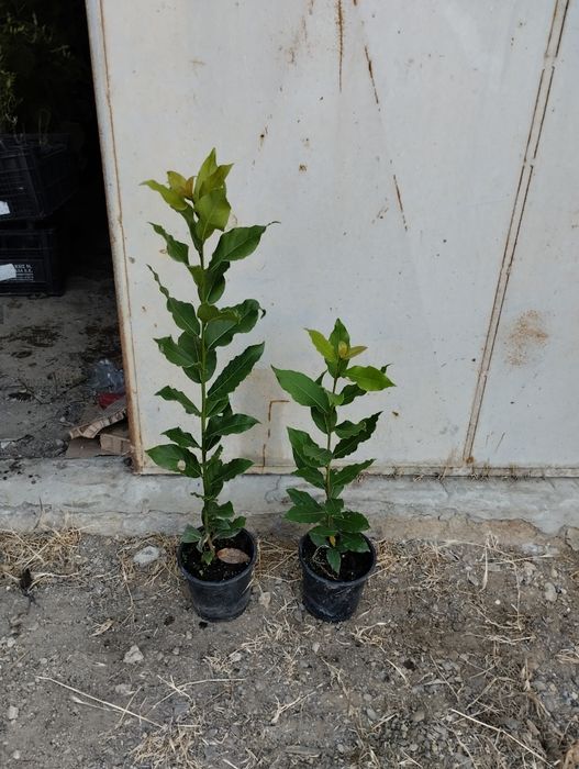 Ниски цени - дръвчета и растения