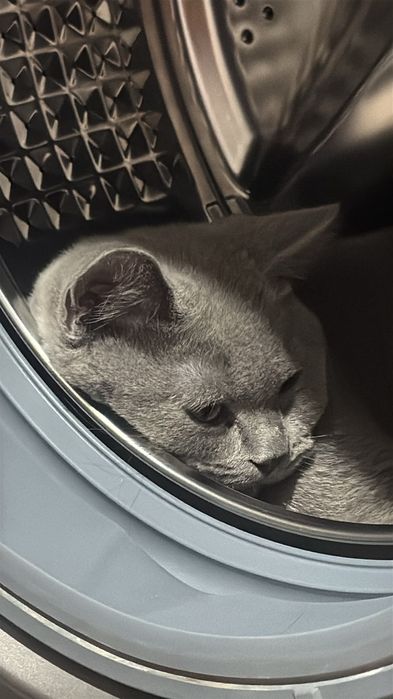 Продам Британского кота!