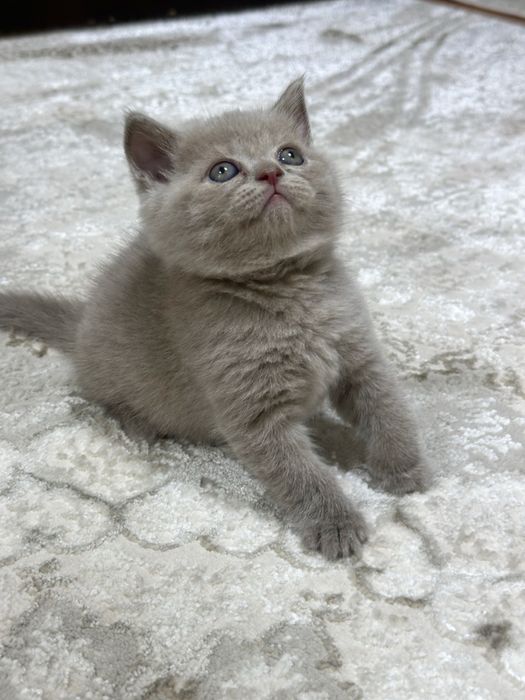 Mushuk sevarlar uchun Mushuklar