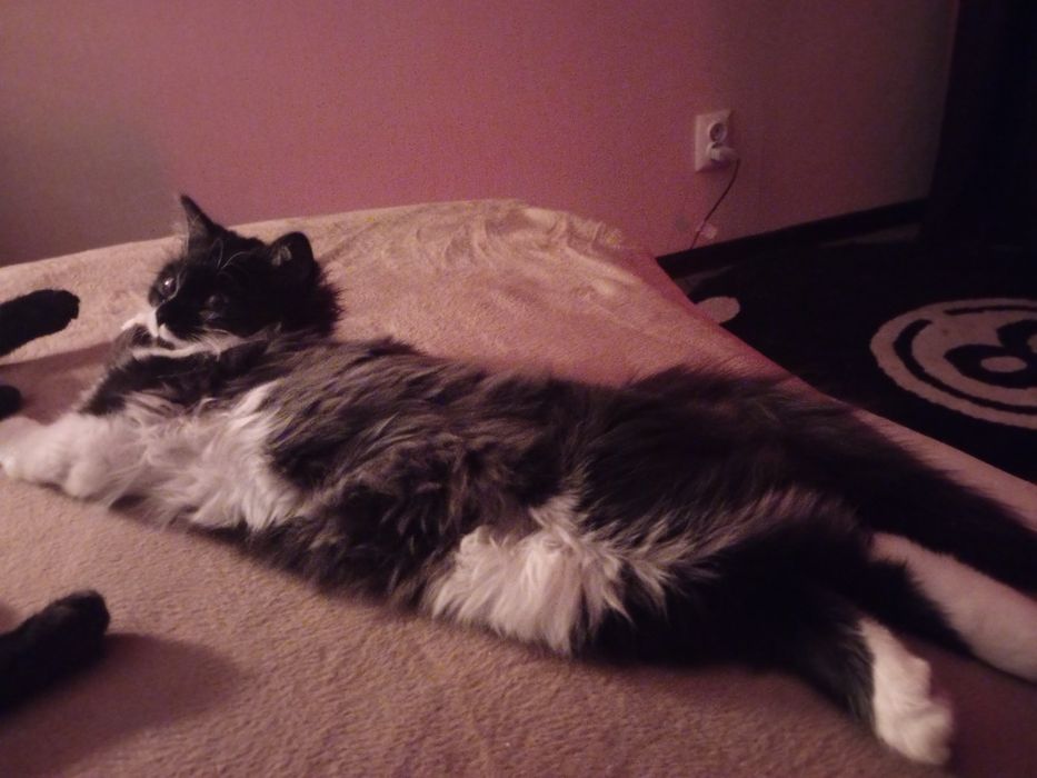 кошка котенок девочка