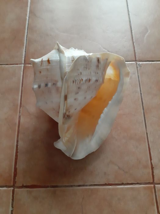 Scoica uriasa de Atlantic