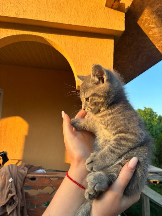 Pui de pisică (fetiță)gri deschis