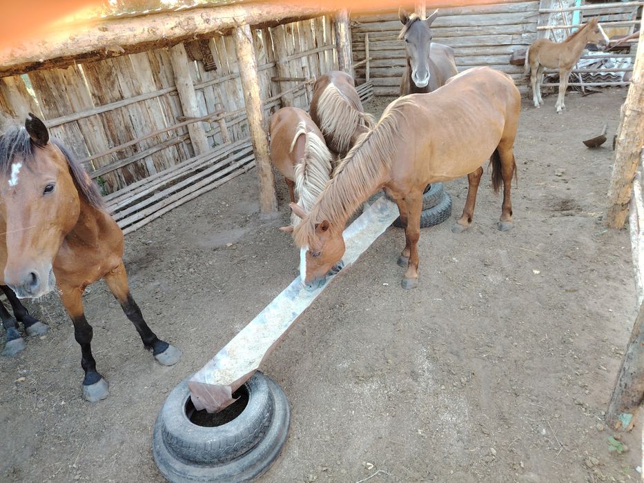 Продам лошадь 2,5лет