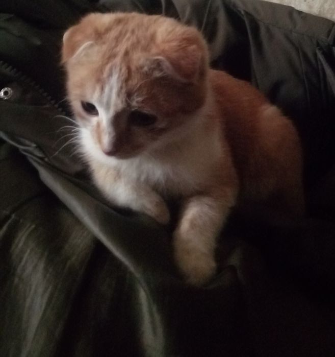 Продаётся Котик скотиш-фолд мальчик