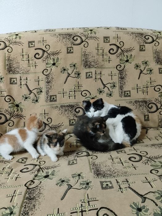 Продам домашних котят