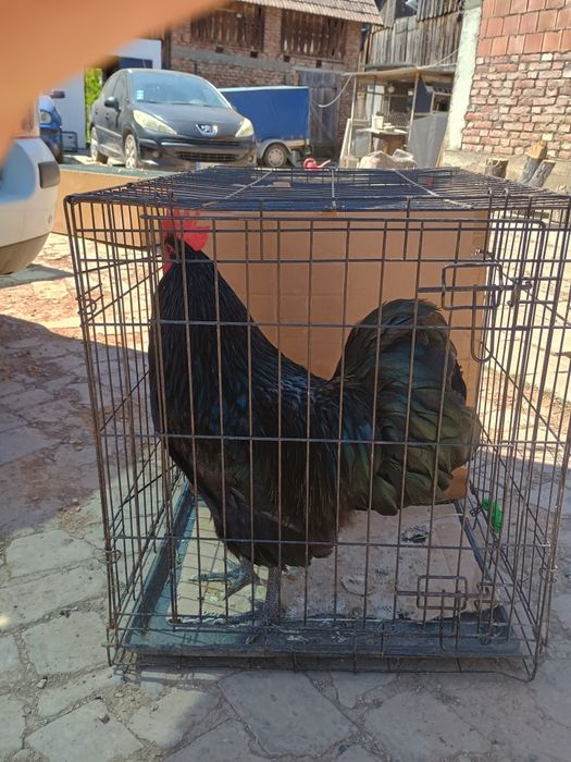 Cocos Australorp negru