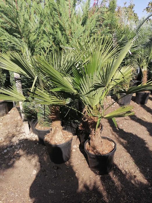 Tuia leylandi, columnaris, spirală, tei, platan, mesteacăn, brazi.