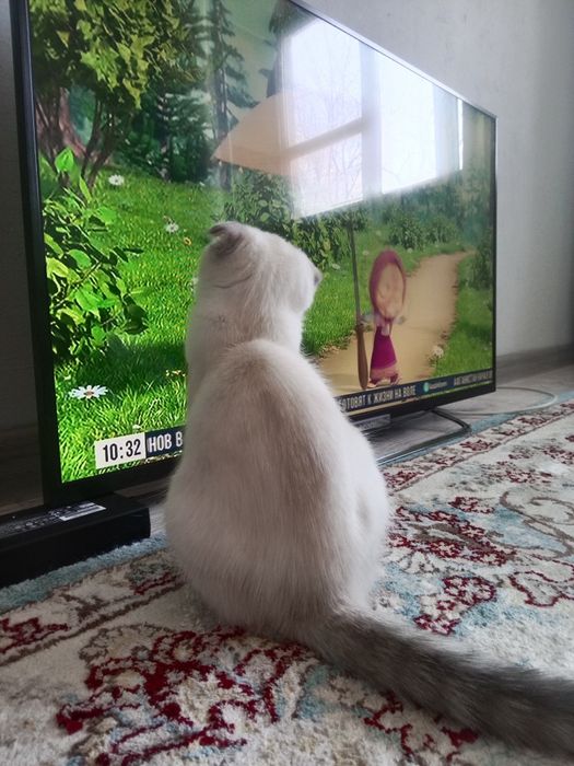 Котенок шотландский вислоухий девочка