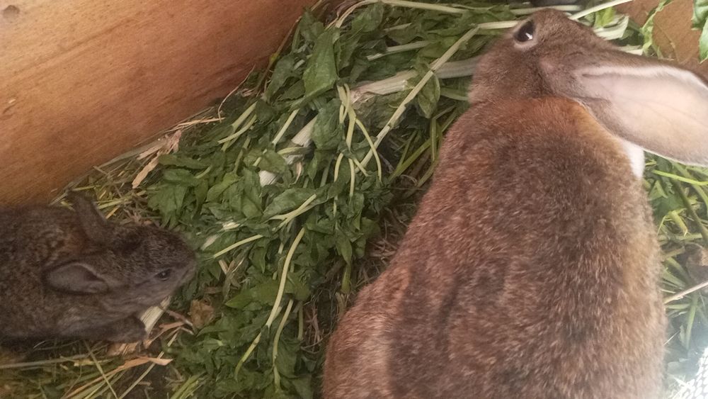 Hama quyon 100 mindan