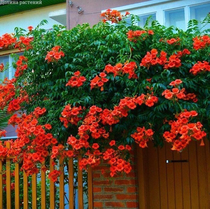 Цветы Кустарники Сад Огород