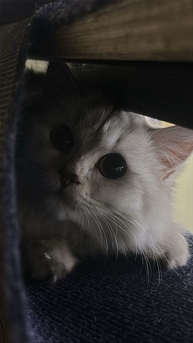 Қолға үйретілген мысық кошка