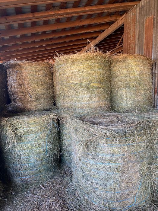 Vând baloți rotunzi de lucernă 330 lei