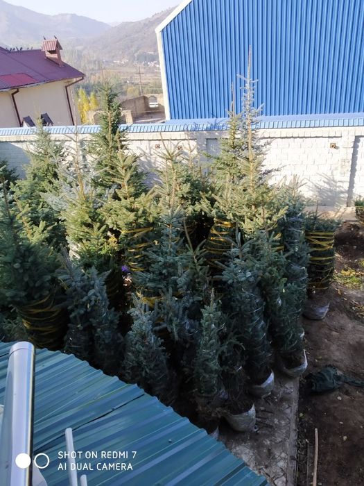 Ёлки России ( ел ) арча