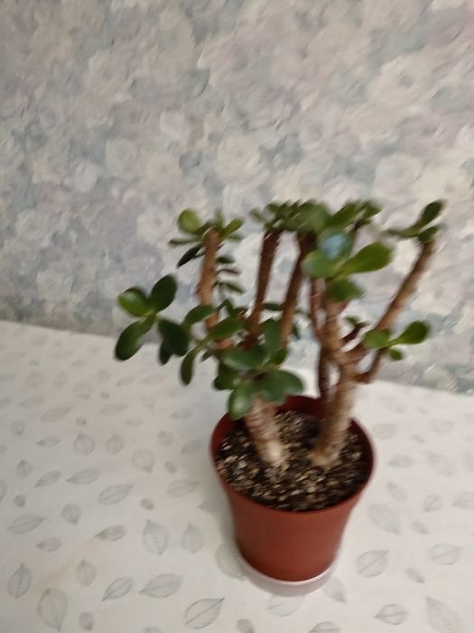 Продам денежное дерево