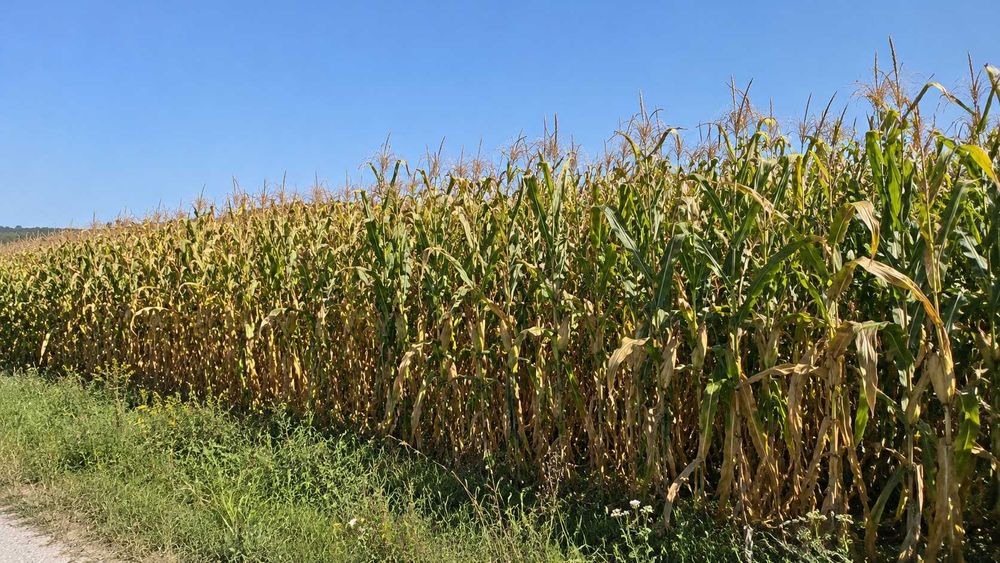 Proprietar vând teren agricol extravilan 2,1 ha - Munteni, Galati - acces la 2 drumuri