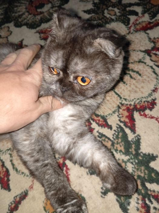 Кошка , висло ухая