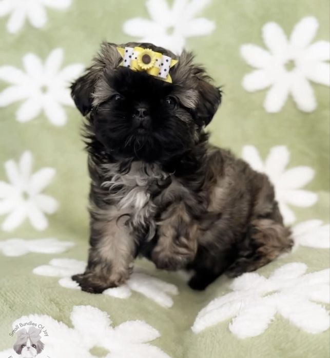 Mascul bichon havanez 650 lei