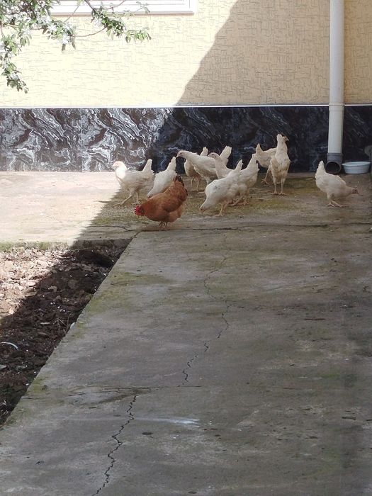 Loman sendi , tovuq,tovuqlar,