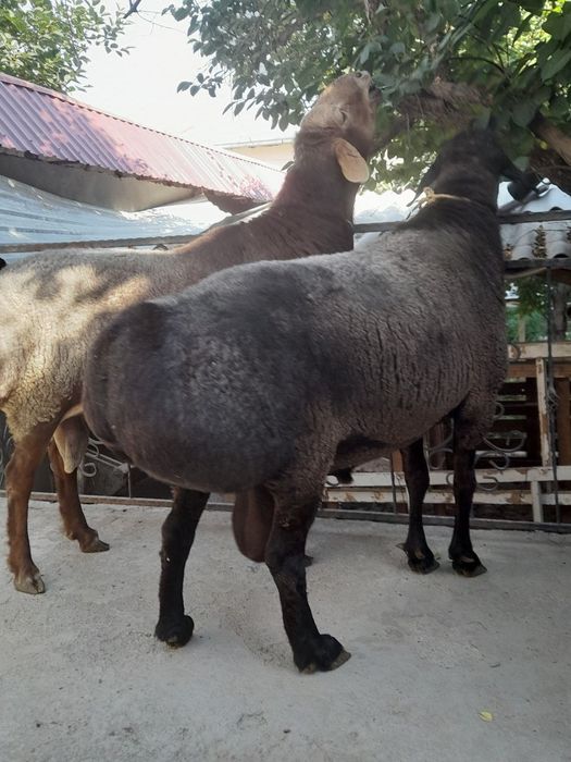 Qurbonlikka Katta Qòchqorlar bor!