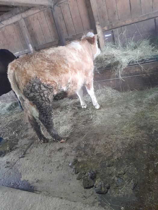 Vând juninca gestanta de 7 luni