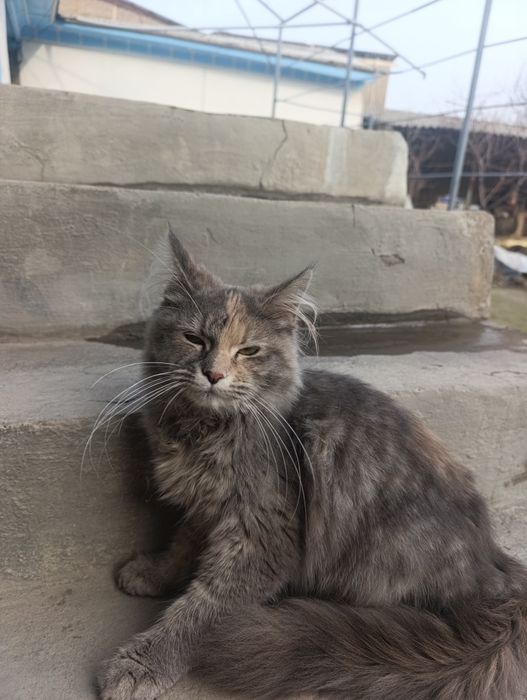 Mushuk sotiladi turk angoʻra