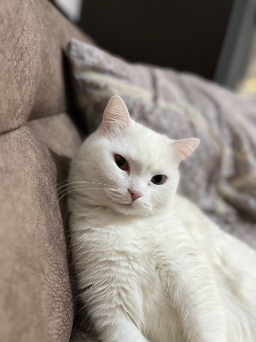 Отдам кошечку в добрые руки