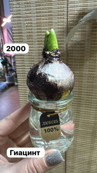 Комнатные растения