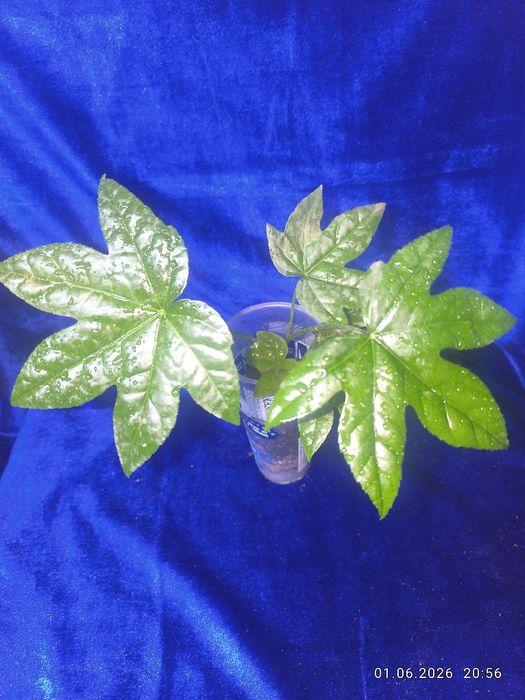 Продам срочно  комнатные цветы