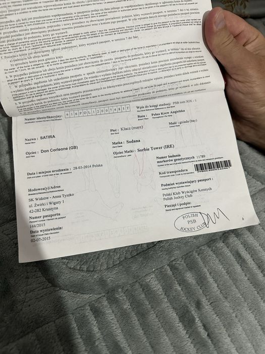 лошадь с красным паспортом