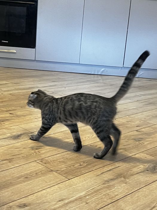 отдам кота в хорошие руки