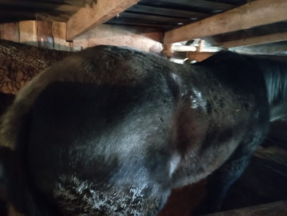 Продам тайчика с откорма