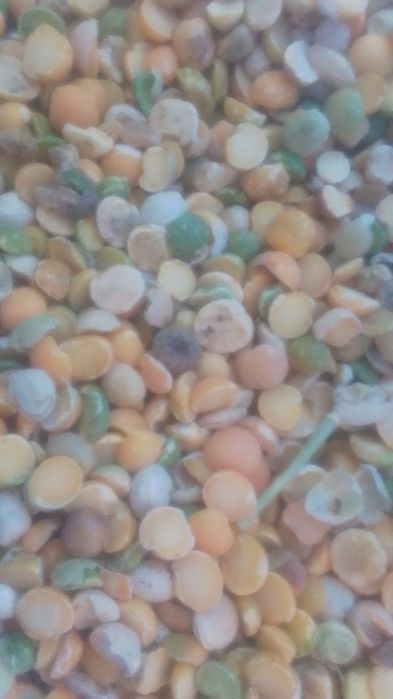 Зерноотходы Отруби Полова Овёс