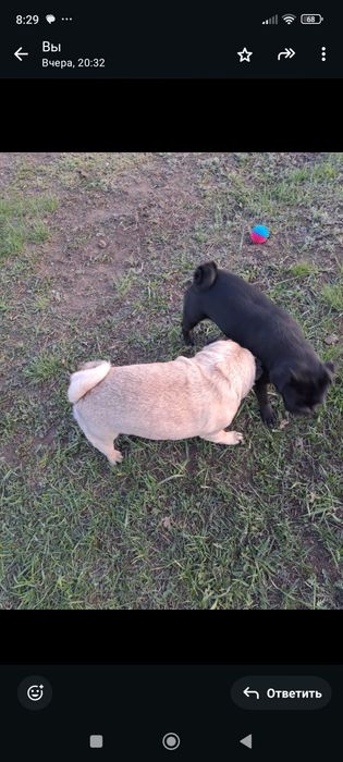 Красавчик  лучший мопс