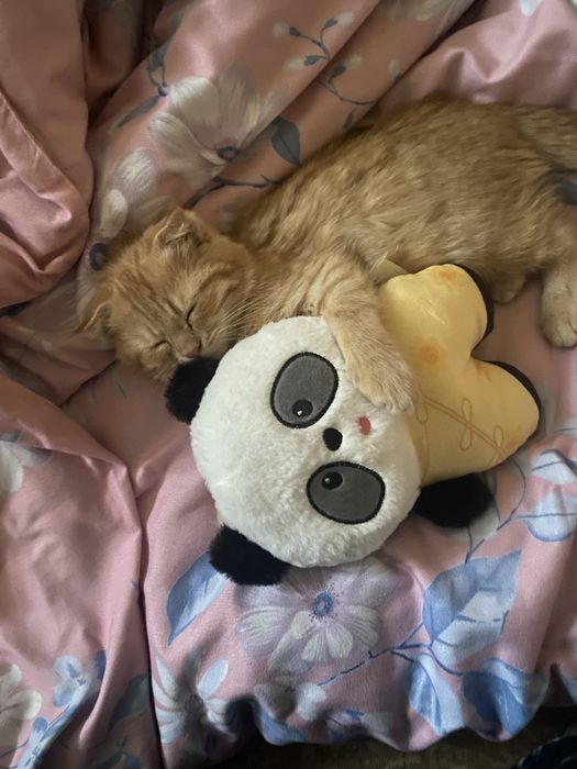 Скотиш фолд сотилади