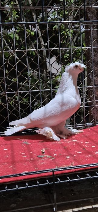 Самкаааа белаяяяя