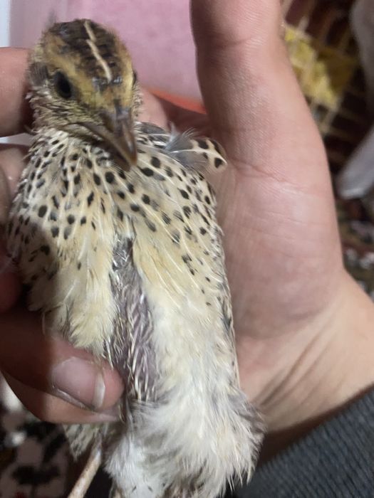 Есть Итальянскийе перепела