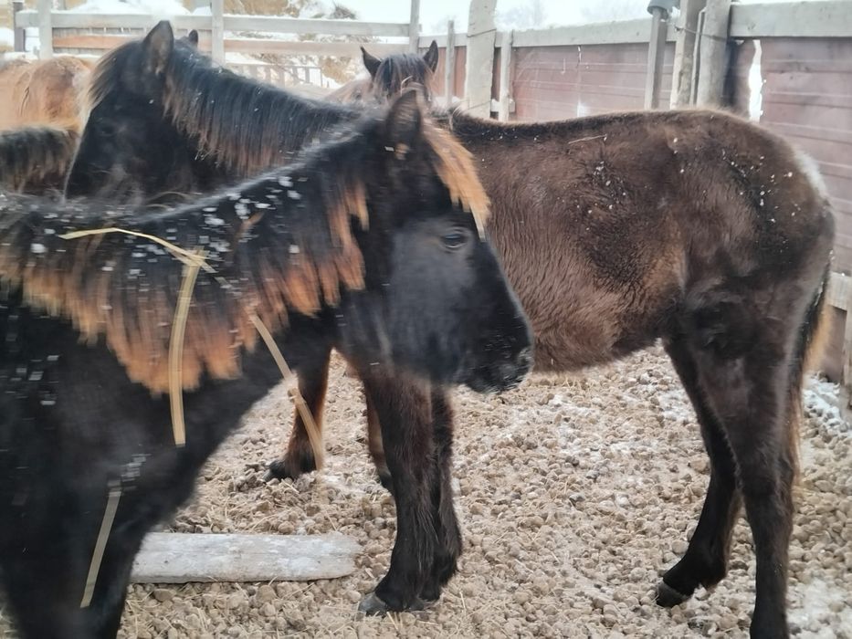 Жеребёнок 10 месяцев продается