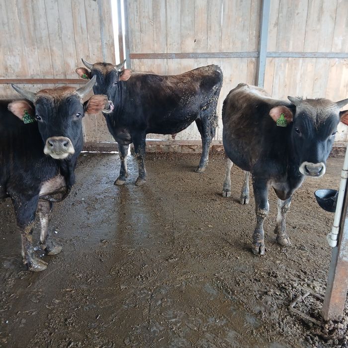 Бычки Джерсейской породы