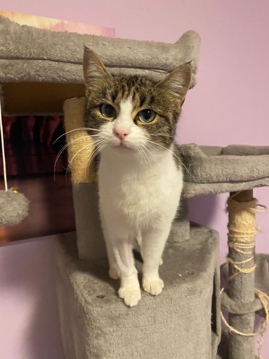 Donez pisica femela sterilizata