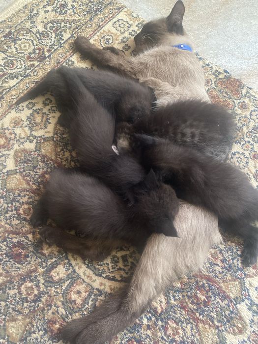 котята возраст 1,5месяца