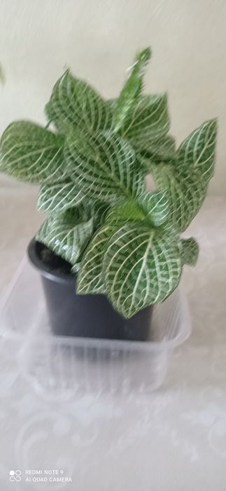 Цветы комнатные красивые.